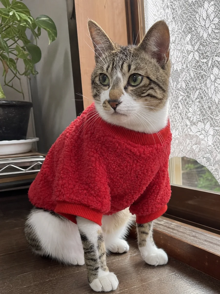 医院名の由来になった猫のがじゅまる
